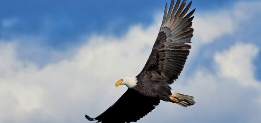 The Bald Eagle Isn’t Formally the U.S. Nationwide Fowl. Nonetheless It Might Be Rapidly | Residing Fowl