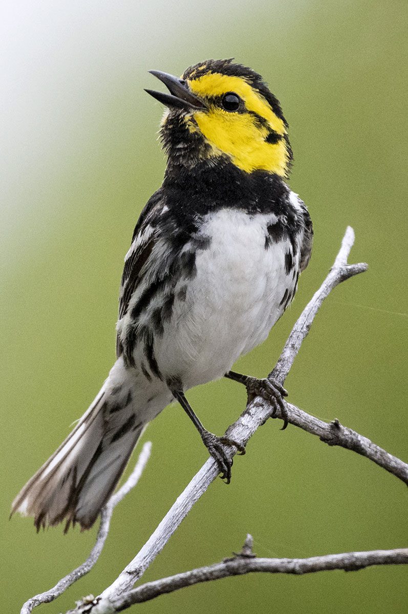 Black and white bird with a yellow and black face, perches on a branch and sings.