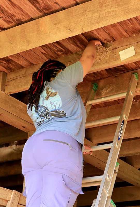 Woman on a ladder, reaching into a nest attached to a wood beam.