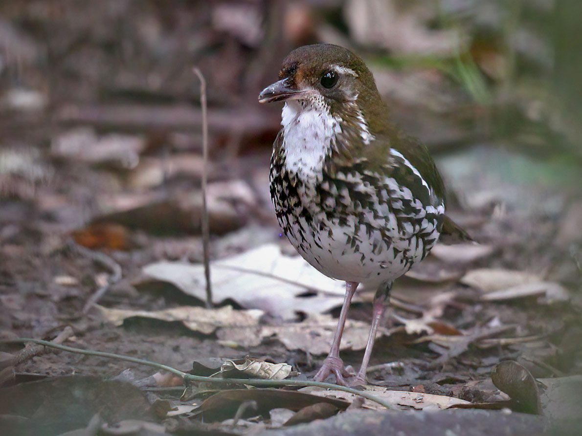 A stripy brown and white bird with a white throat and belly and long pinkish legs stands in the woods.