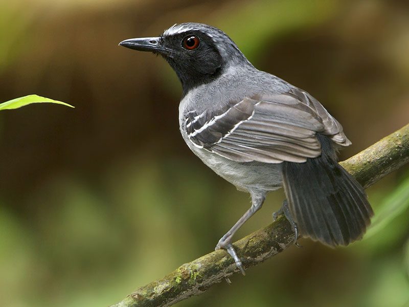 A gray bird with a black face and tail perched on a branch.