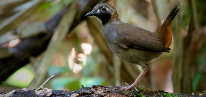 Throughout the Tropics, a Troubling Echo of North America’s Chook Declines | Dwelling Chook