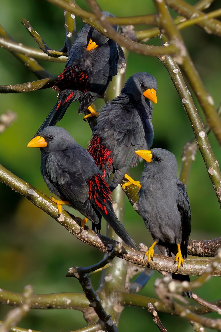 Four charcoal gray birds with large yellow bills and yellow feet with red feather tips,, stand together on branches.