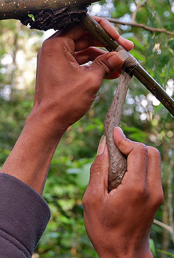 A closeup of someone wrapping glue around a branch.