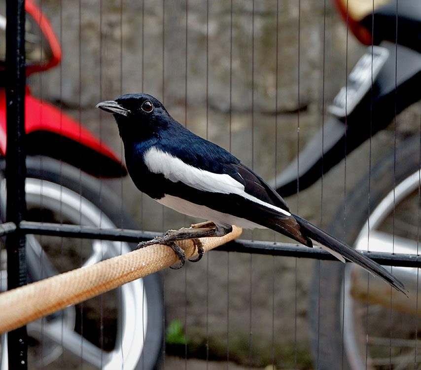 A black and white bird with a long tail in a cage.