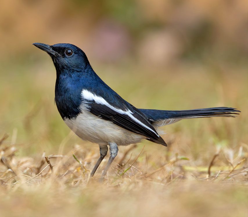 A black and white bird with a long tail stands in the grass.