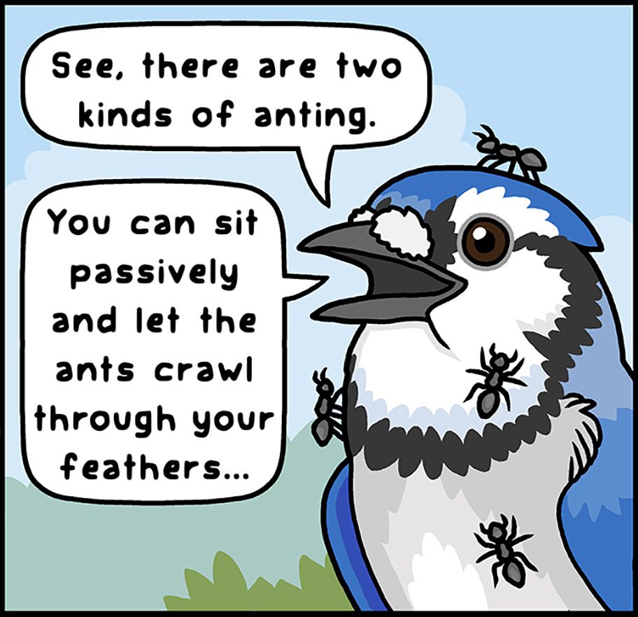 Illustration of a blue and white bird with ants on it, saying: "See, there are two kinds of anting. You can sit passively and let the ants crawl through your feathers..."