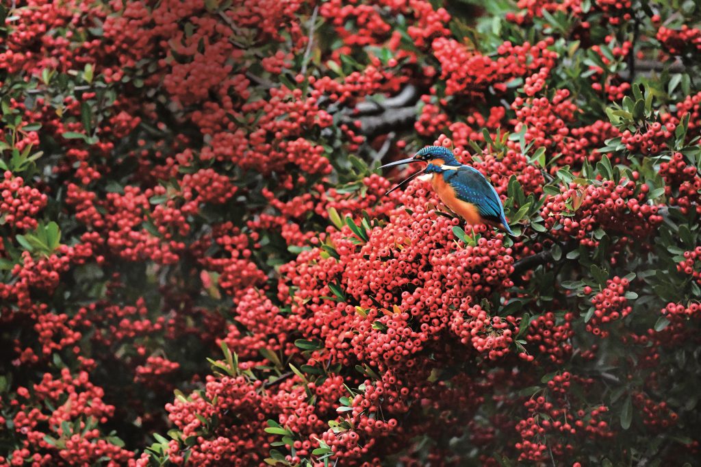 Common Kingfisher in Pyracantha by Princess Takamado