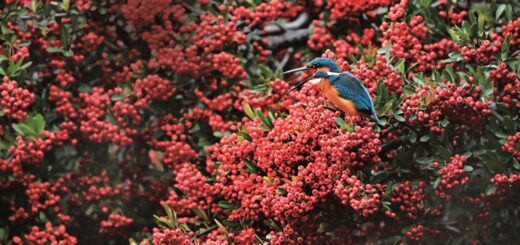 Birds that revenue from Pyracantha